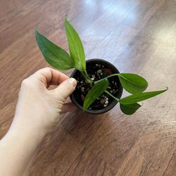 Baltic blue pothos plant + free bird of paradise plant starter