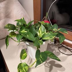 Large Golden Pothos Plant