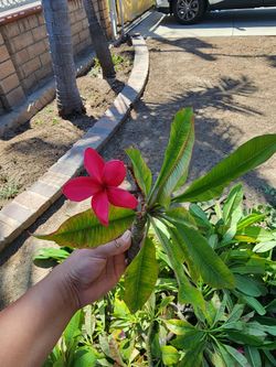 Plumeria fresh cuttings
