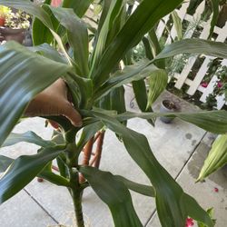 Dracaena Fragrans $10
