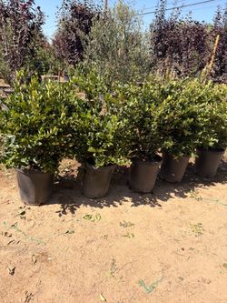 Waxleaf privet bush 15 gal