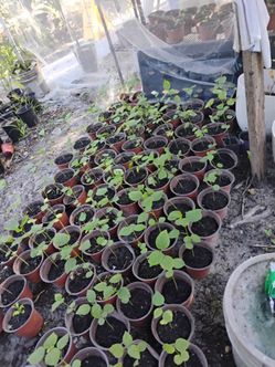 Jamaican sorrel