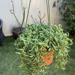 String Of Banana 6 Inch Hanging Pots