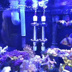 40 Gallon Mixed Reef Aquarium