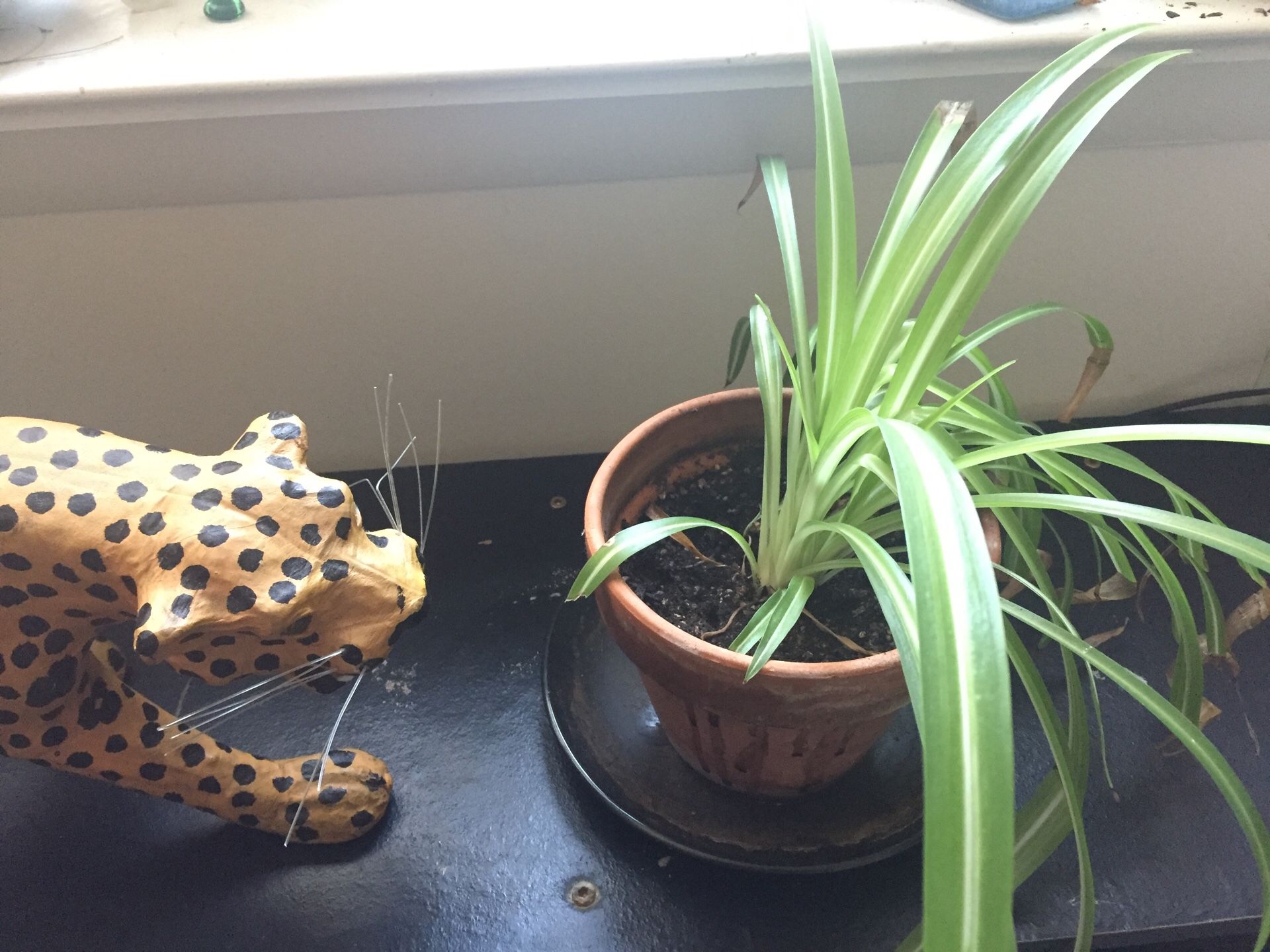 Spider plant - indoor plant