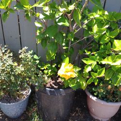 Yellow Plant