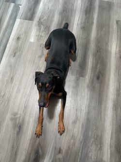 Free Pet, Food