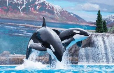 Seaworld Sandiego