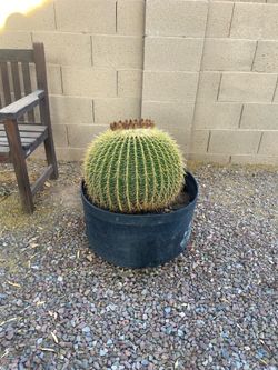 Large Golden barrel Cactus