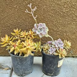 Succulents 