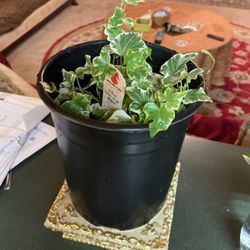 Beautiful Decor Plant