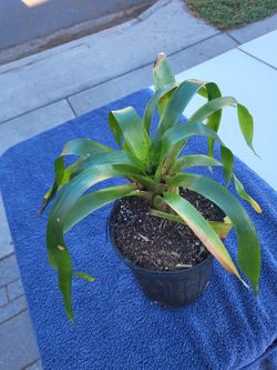 Yellow Bromlaid Plant One Gallon 