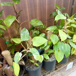 Plants (10”pot🌿Philodendron White princess & white knight $15 each)