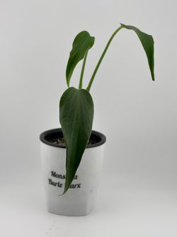 Monstera Burle Marx Flame