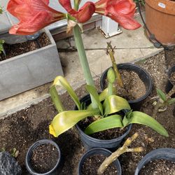 Amaryllis (  Orange) And Red Plants  $15+