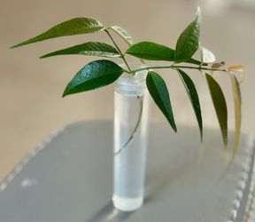 Hard to Find Hoya Leuthcantha with multiple Nodes