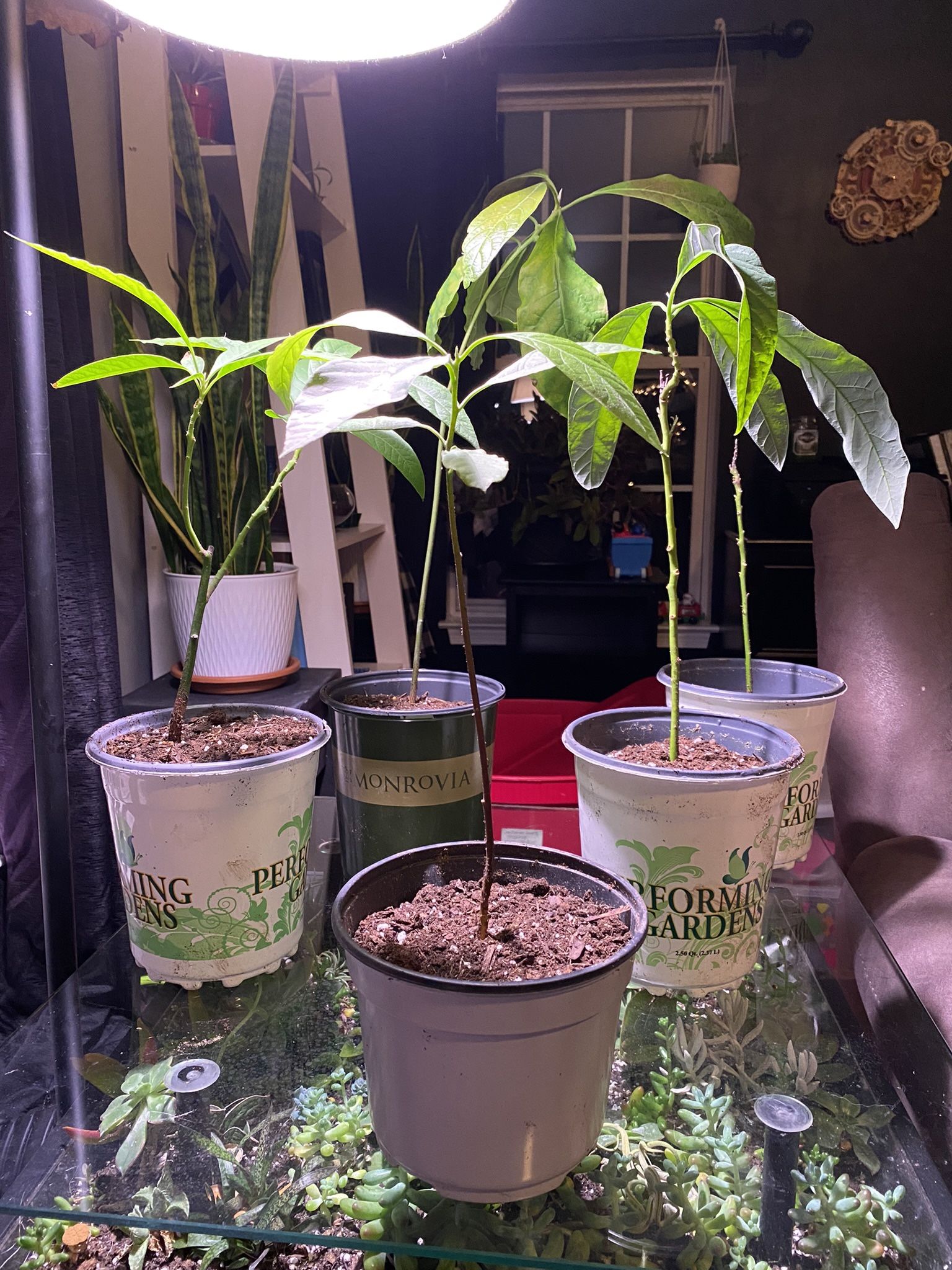 Avocado Trees