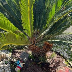 Palmas