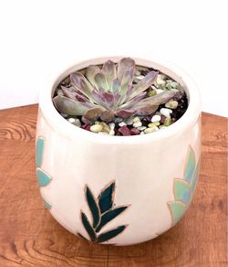 Succulent plant for sale 🪴