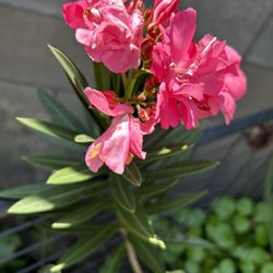 Flor Doble Y Olorosa
