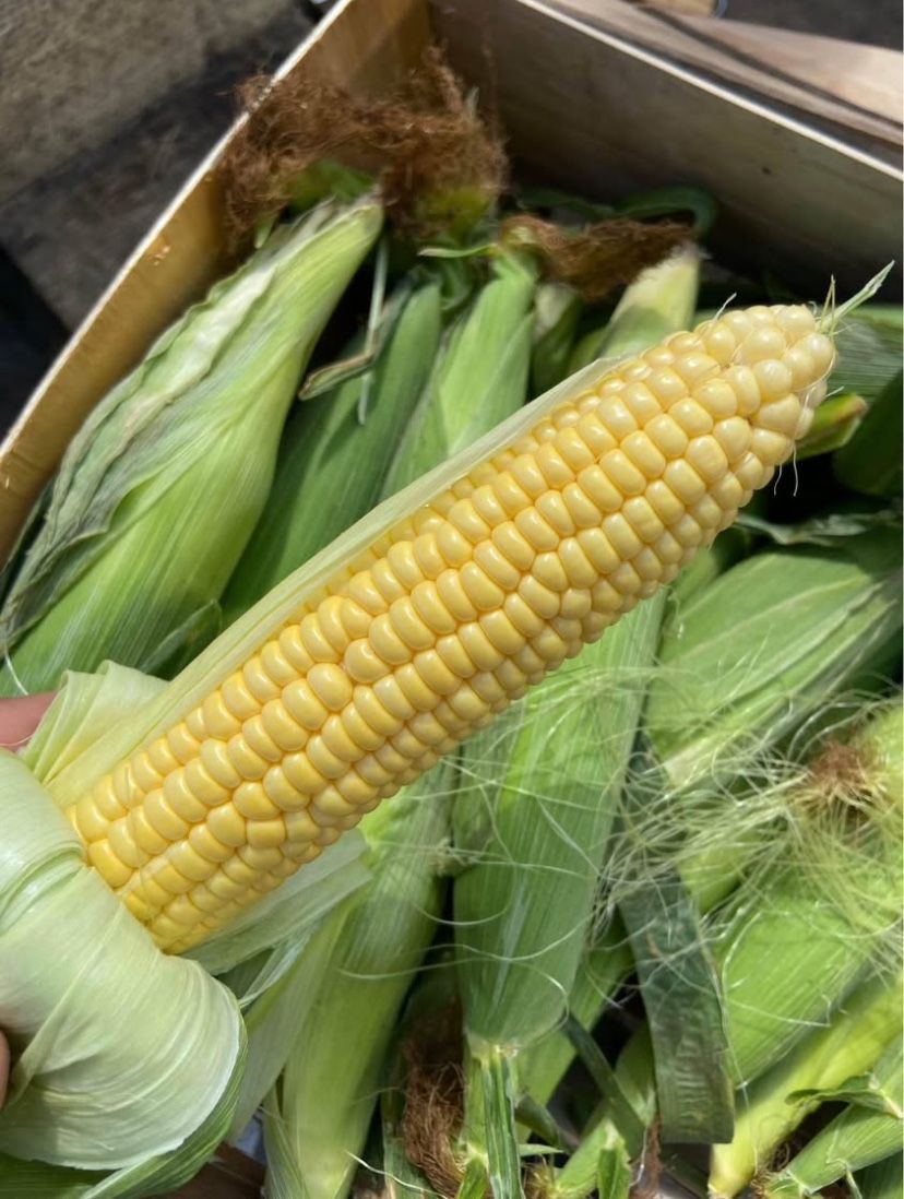 Freshly picked yellow sweet corn/Elotes Dulce 