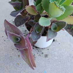 Trandescantia Wandering Jew Plant 