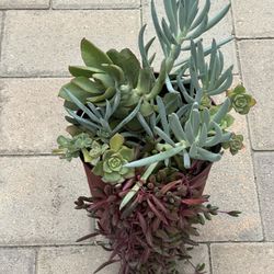 Assorted Succulent Plants 