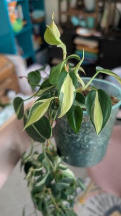 Philondendron Cream Splash