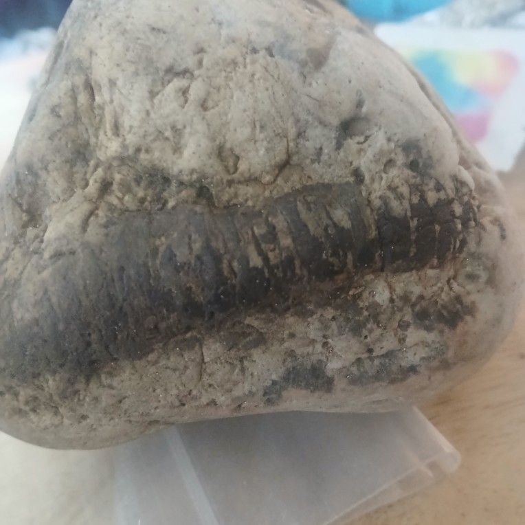 Fossil