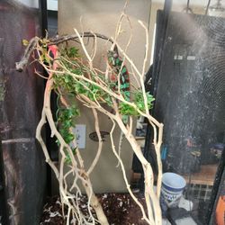 Chameleon Enclosure 
