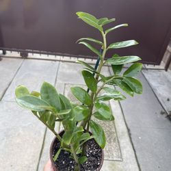 6” zz plant 
