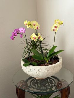 💐✨ Orchid Arrangements – The Perfect Gift for Mom ✨💐