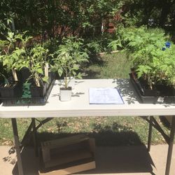 Plant Sale - Vegetables, Herbs & Flowers