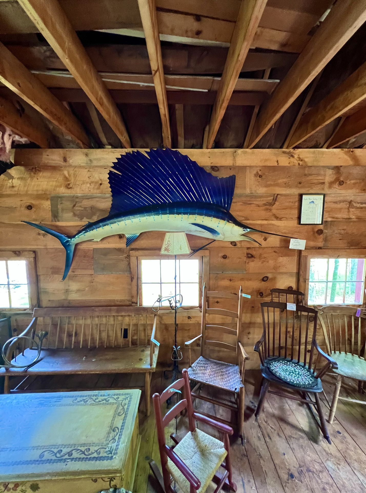 Original 9 Foot Taxidermy Sailfish caught in 1970 & mounted w/ certification