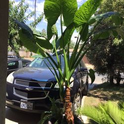 Elephant ear plant 
