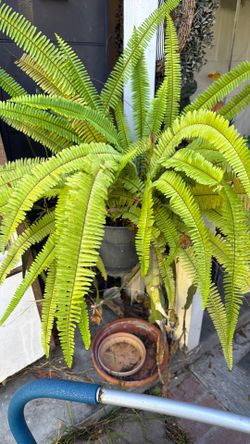 Fern