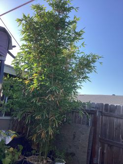 Oldhamii Bamboo