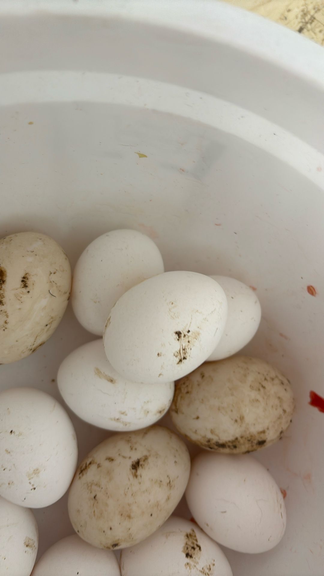 Duck And Chicken Egg For Sale