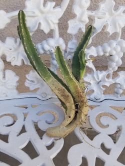 1 Whole Stapelia Cactus (9/15/26)