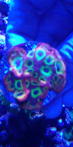 Wwc lemon lime favia