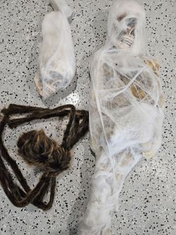 HALLOWEEN - Spider and cocooned victims