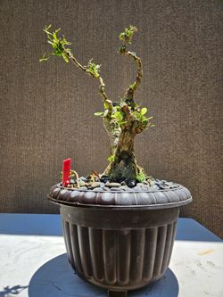 Old Desmodium Blue Bell ( Vietnamese Blue Bell 86 ) Bonsai Tree