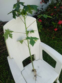 Papaya tree