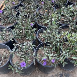 Purple Plant