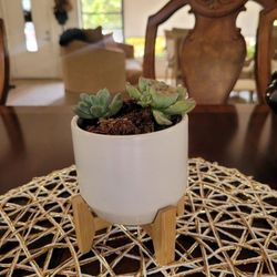 $10 suculento plant natural 