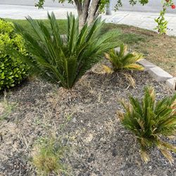 Sago Palm Trees