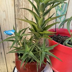 Plants 🪴 4 sale 