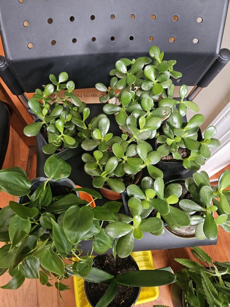 Jade Plants 
