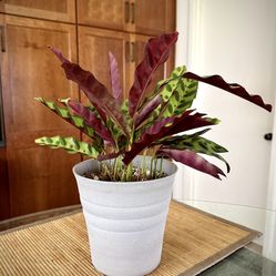 Calathea Rattlesnake Plant – Full & Healthy