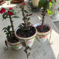 New Millonary Red Complete Rooted BloomingCrown TornSame potCome With Many buds In Ceramic Pot Available 3 Same Size pots$80.00 All three